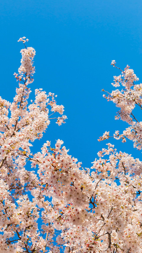 Cherry blossoms in splendor screenshot