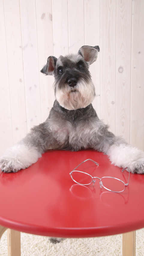 How to stop begging dog at the table seven screenshot