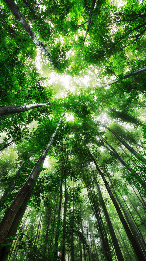 Spring forest screenshot