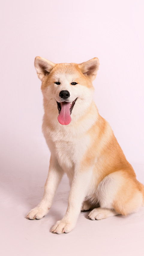 秋田犬和柴犬怎么辨别 screenshot