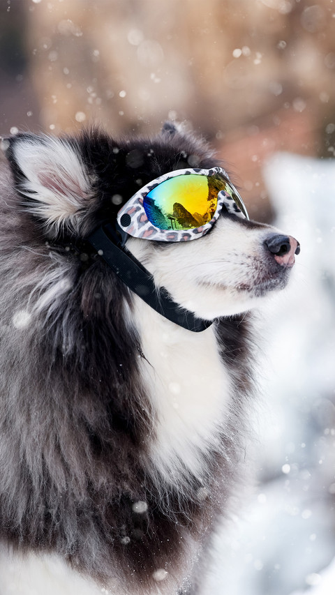Sled dogs in the snow scene screenshot
