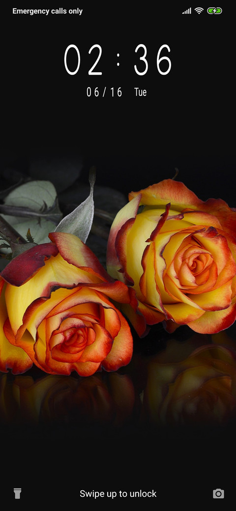 Roses_3MDP screenshot