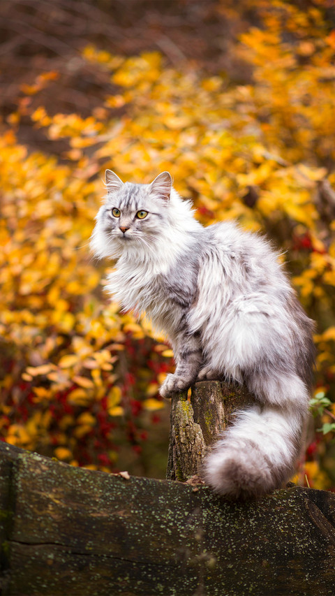Outdoor cat screenshot