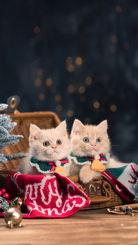 Two Golden Kittens on the Table in the Christmas Background screenshot