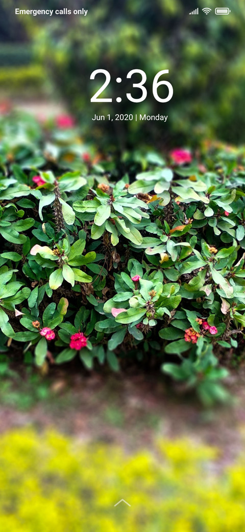 PlantsTree_DWM2 screenshot