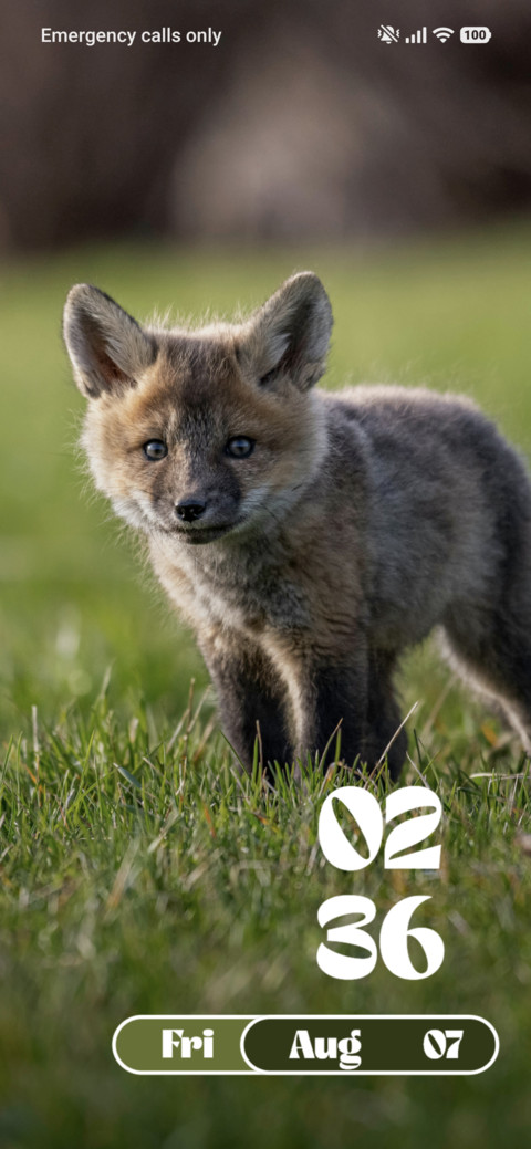 Baby Fox screenshot