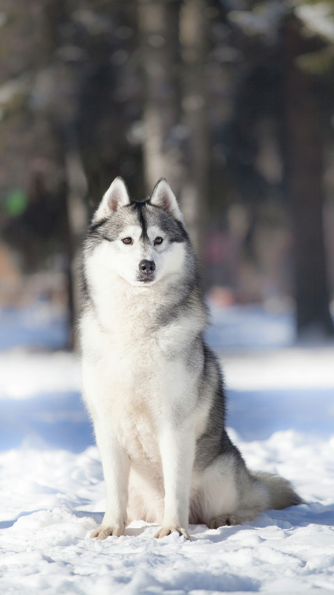 A Sled Dog Sitting on The Snow screenshot
