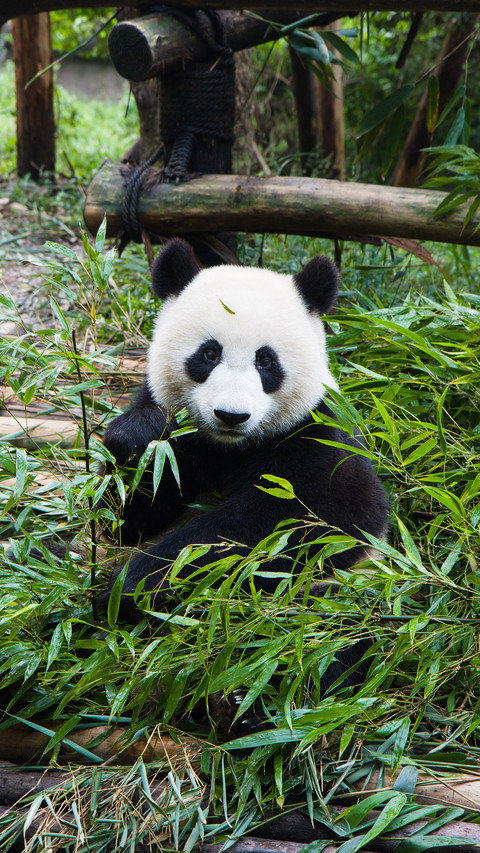 Lovely and precious giant pandas screenshot