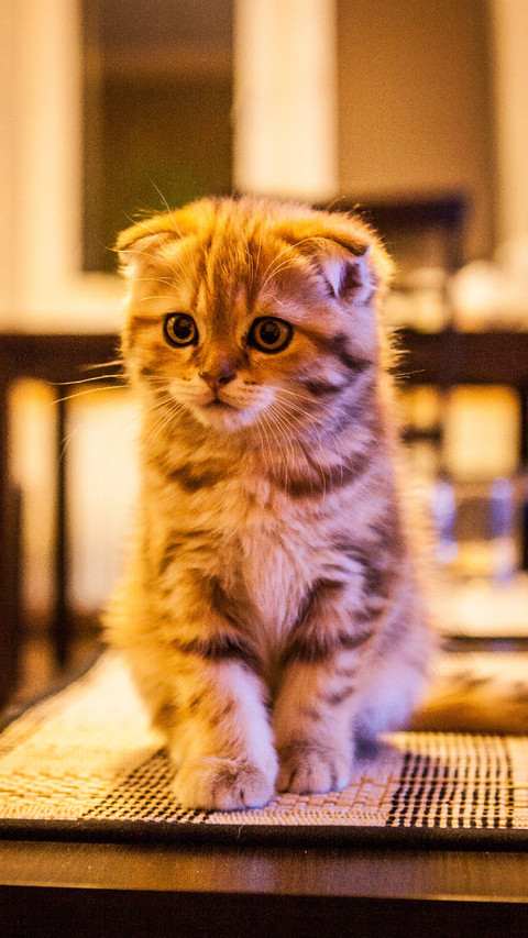 伤不起！我家的猫是处女座 screenshot