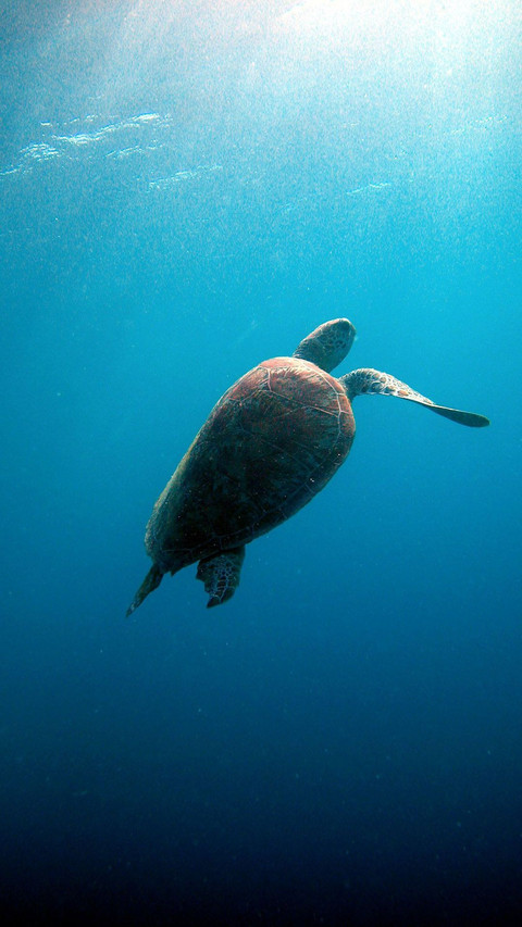 海洋生物 screenshot