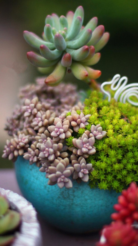 多肉植物 screenshot