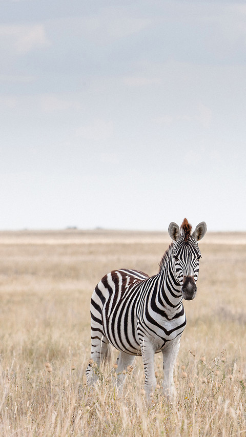 Wild animals-01 screenshot
