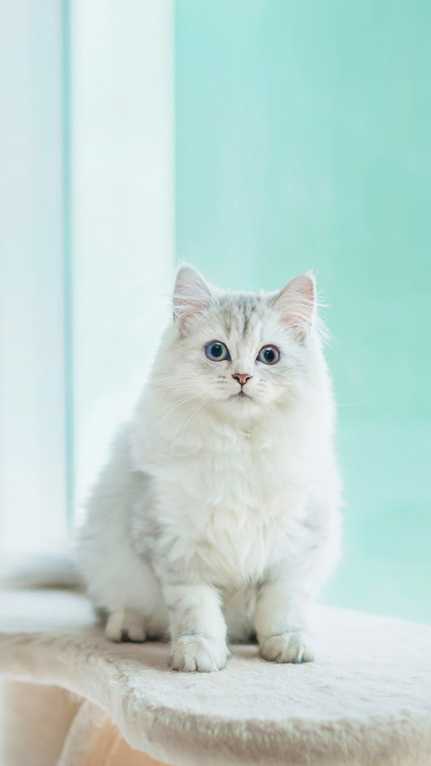 A Cute Persian Kitten Sitting On Cat Tower Near A Window screenshot