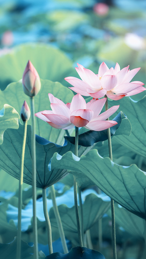 植物也会“流血” screenshot