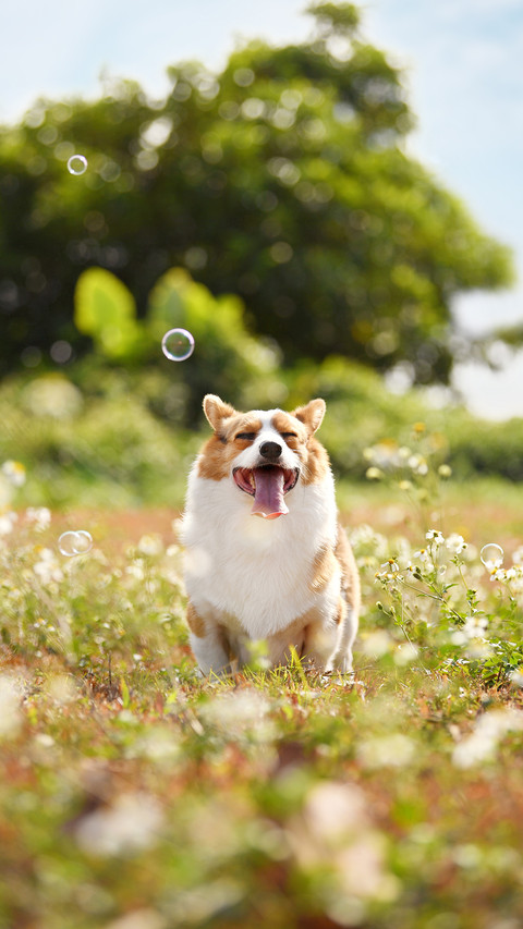 Remember 6 when raising a dog do not 8 screenshot