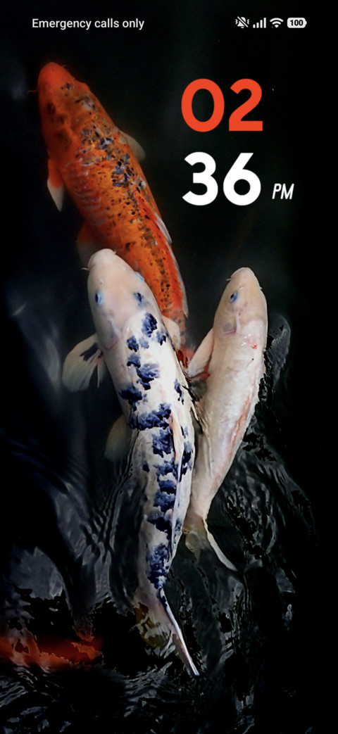 Colorful Fish screenshot