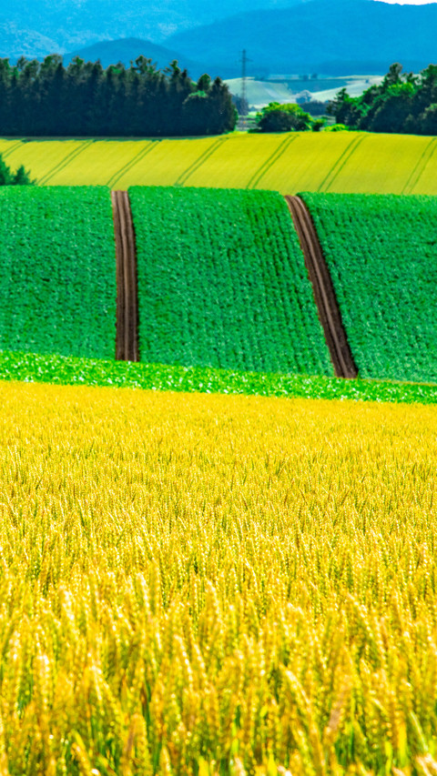 Wide fields screenshot