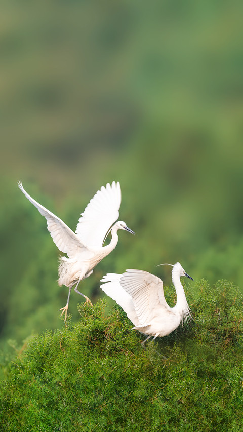 A Pair of Egrets in Courtship Season screenshot