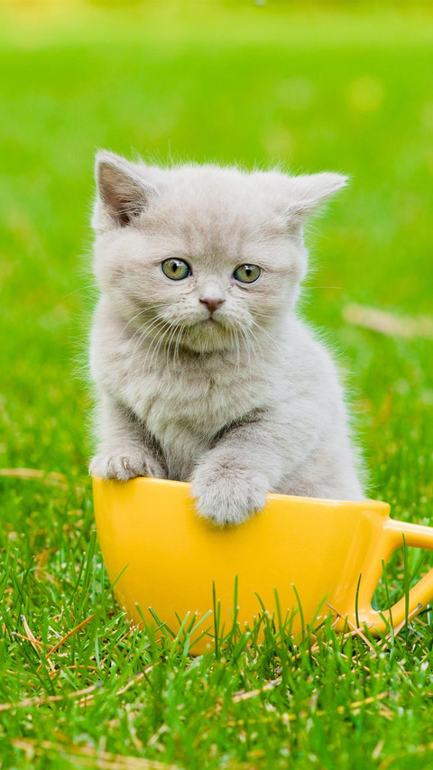 Pet cat45 screenshot