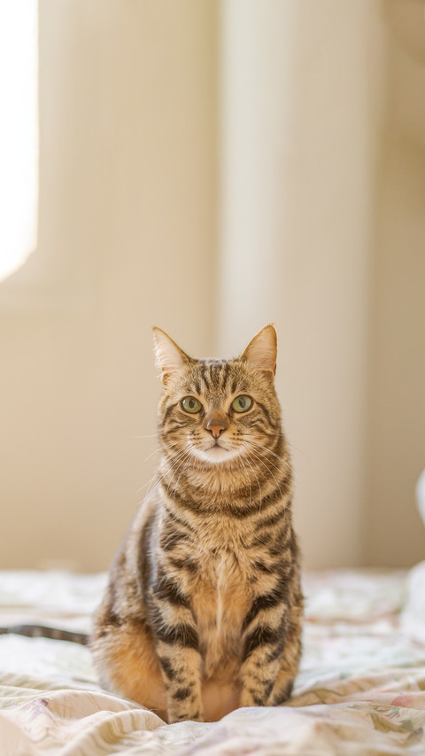 Beautiful Short Hair Cat Lying on the Bed at Home screenshot