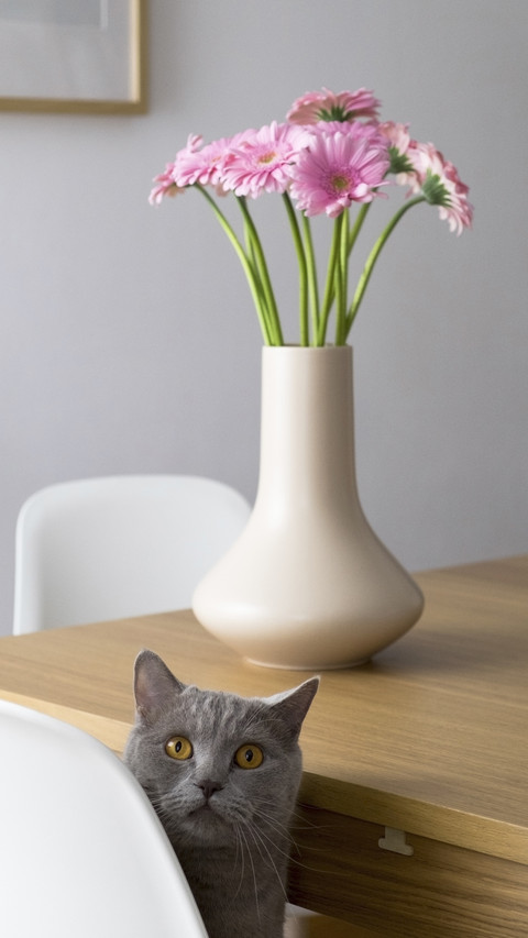 Cats can also love flower protection 9 screenshot