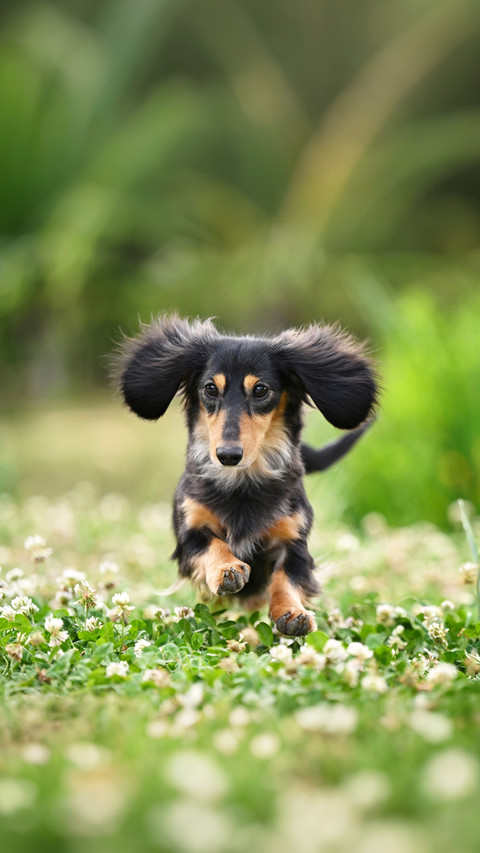 What is the connection between sausage dogs and hot dogs screenshot