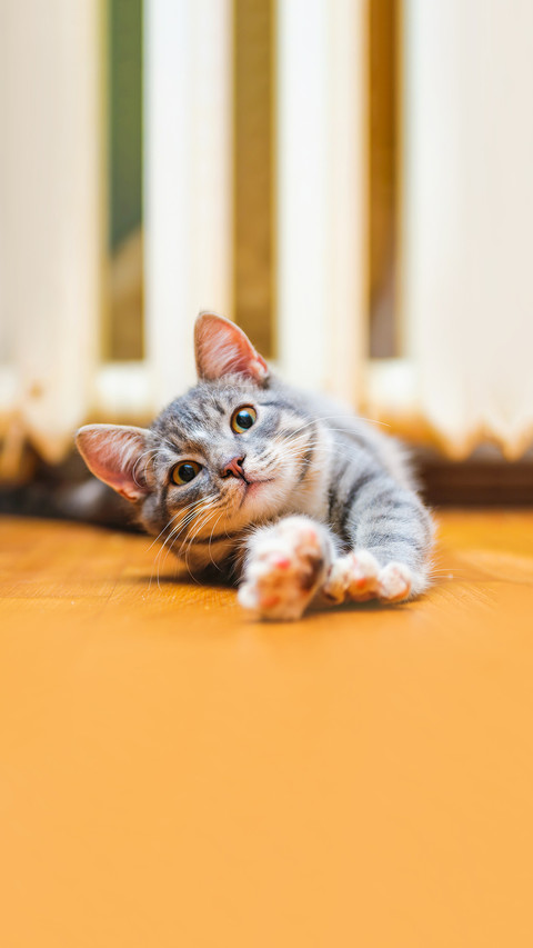 Domestic lazy short-haired young whiskered cat lying screenshot
