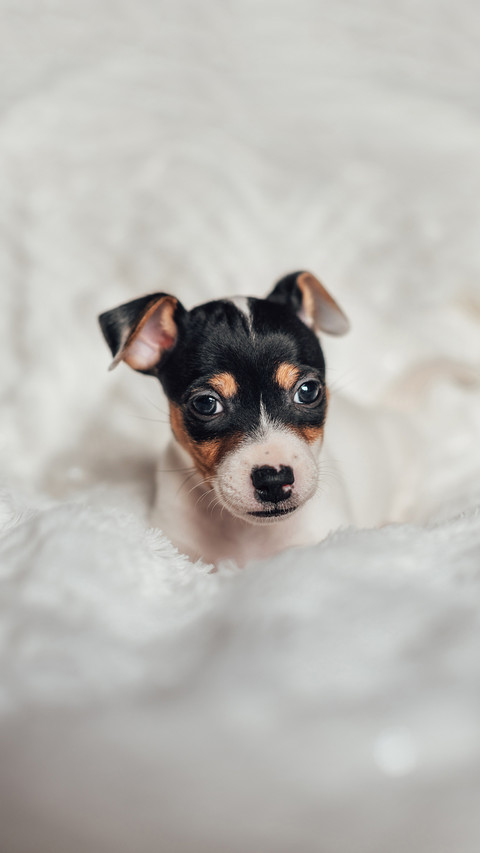 Jack russell Puppy sleeping on the bed screenshot