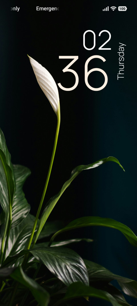 Ivory Blossom screenshot