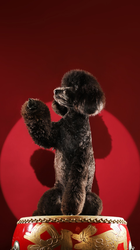 Worth Watching Dog Movies 6 screenshot