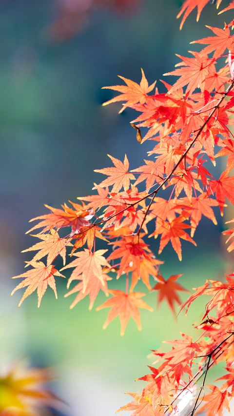 The red leaves on qixia mountain in nanjing screenshot