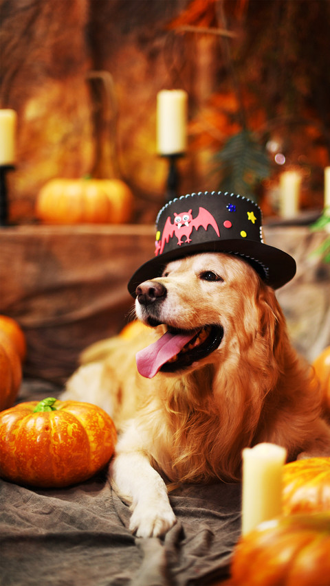 Halloween golden retriever 2 screenshot
