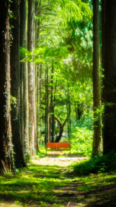 Botanical garden bench 2 screenshot
