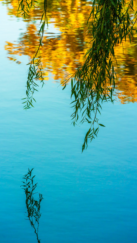 Willows hanging over the lake screenshot