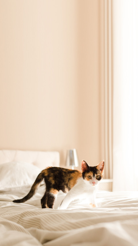 Kitten in bed screenshot