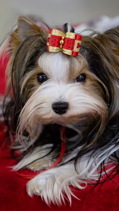 端庄高雅的马尔济斯犬 screenshot