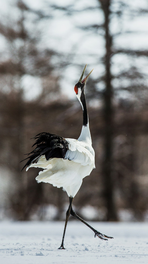 A Red Crowned Crane is Dancing screenshot
