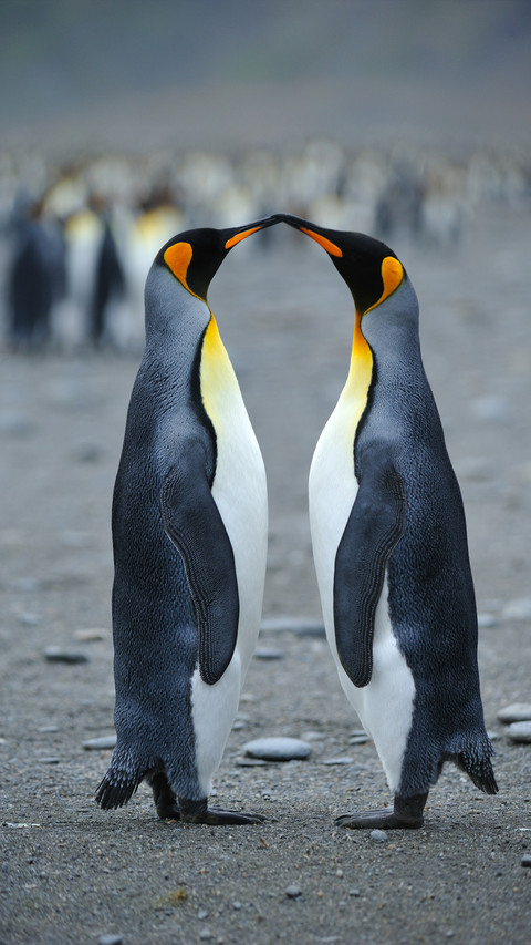 How animals show their love 51 screenshot