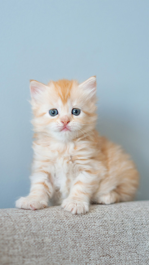 The gingercolored kitten on the sofa screenshot