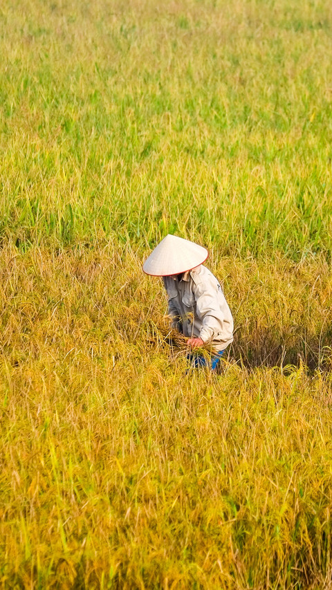 Working in the fields screenshot