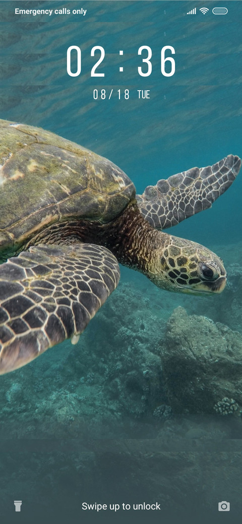 Turtle_3MDS screenshot