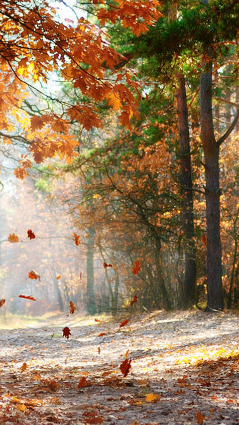 Autumn Scenery On Earth screenshot