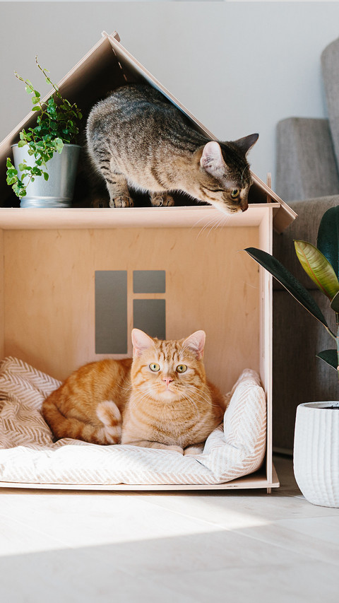 Two Cats in Wooden Cat House screenshot