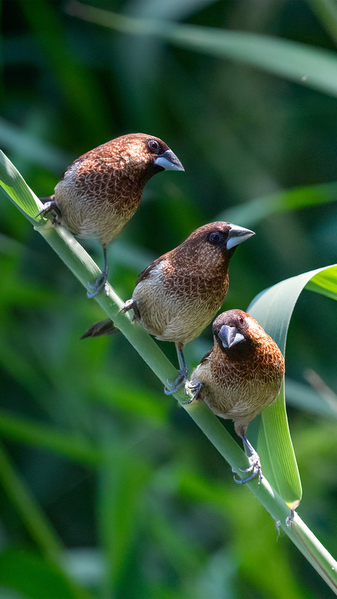 The whitebellied finch among the reeds screenshot