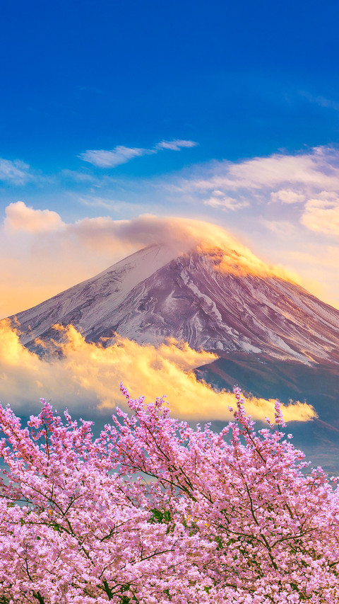 Explore the stunning beauty of the flower sea screenshot