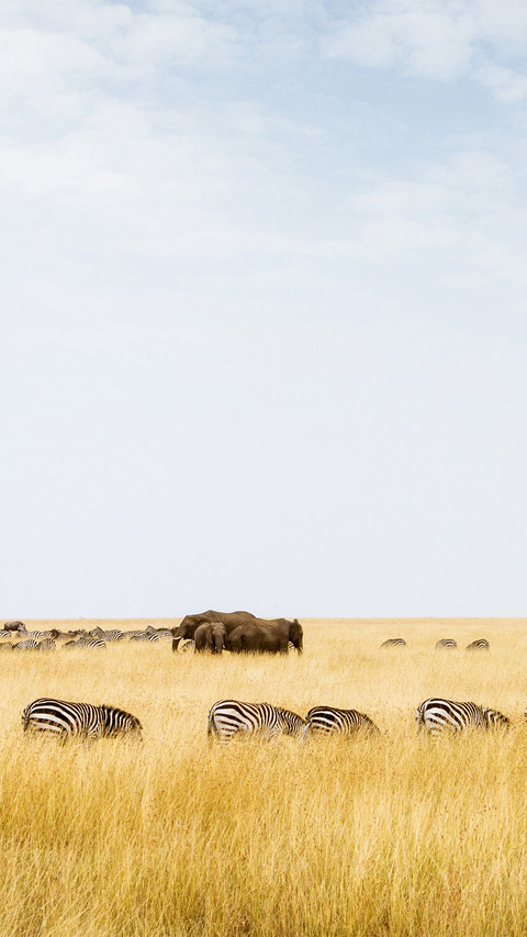 wild animal-13 screenshot