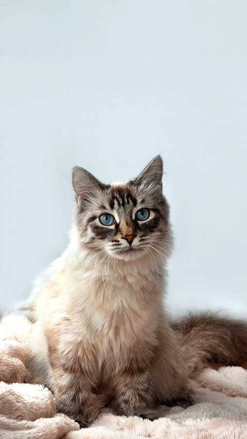 Furry kitten of seal lynx point color with blue eyes screenshot
