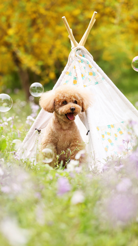 The things about dog picnics screenshot