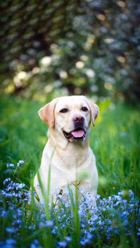 Dog172 screenshot