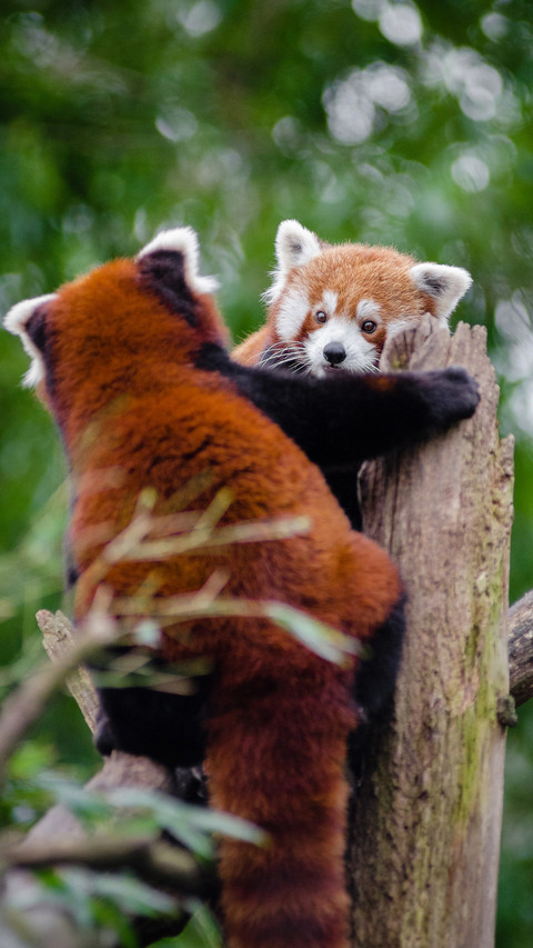 Ailurus fulgens (1) screenshot